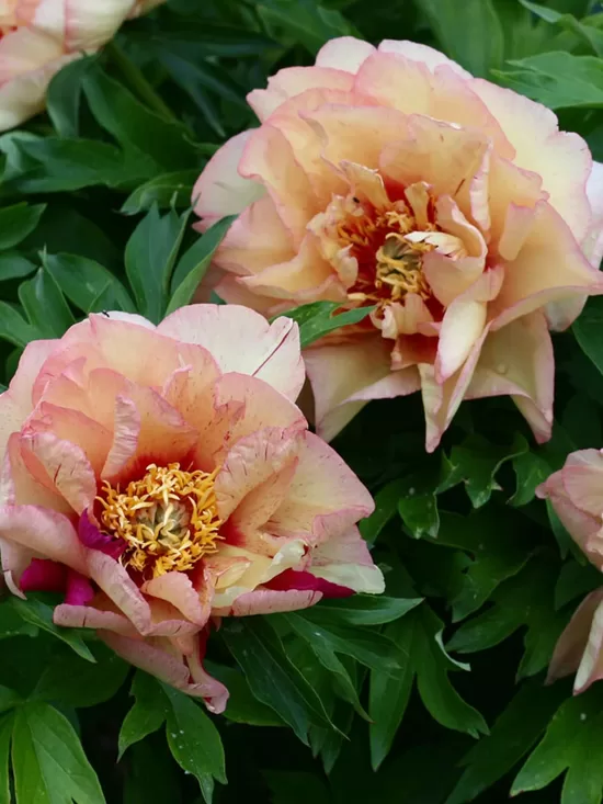 2. ITOH peonijas 'Callies Memory' 3/5 pumpuru sakne